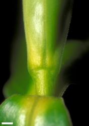 Veronica flavida. Leaf bud with no sinus. Scale = 1 mm.
 Image: W.M. Malcolm © Te Papa CC-BY-NC 3.0 NZ
